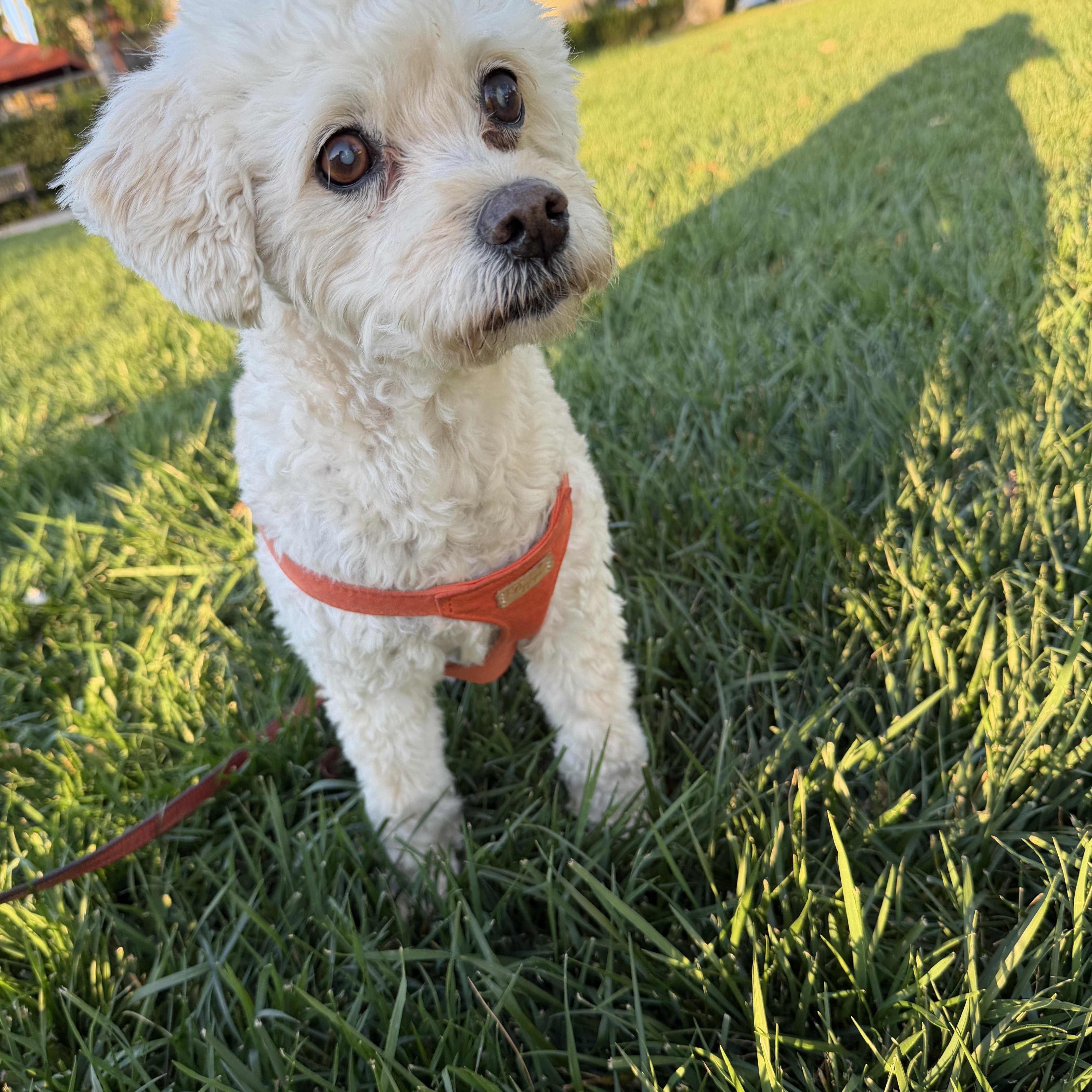 Enlarge Billy, a ADOPTABLE mixed breed in Laguna Beach, CA image 2/4