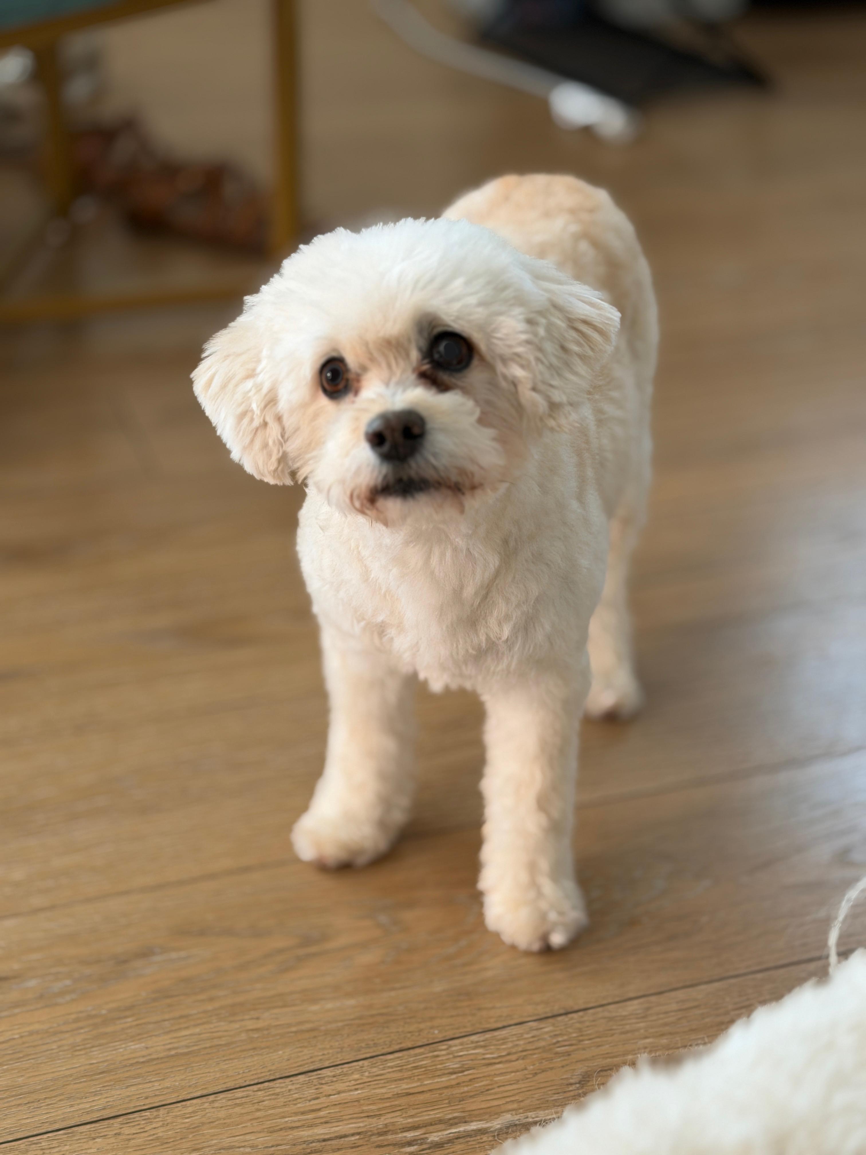 Billy, ADOPTABLE, Adult Male Miniature Poodle.