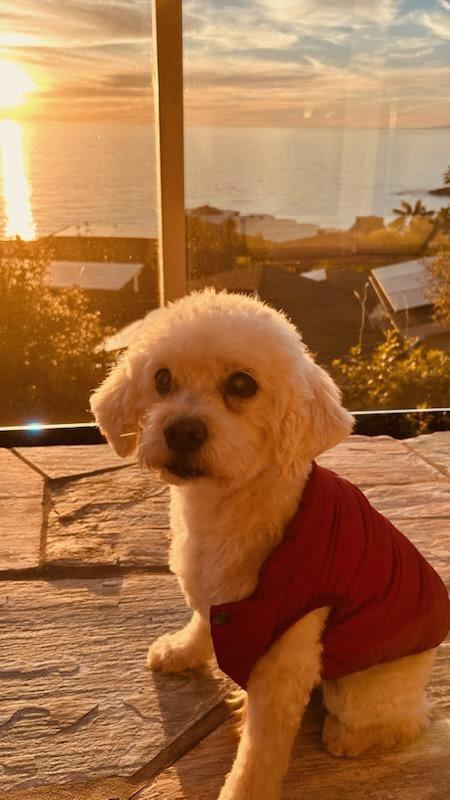 Enlarge Billy, a ADOPTABLE mixed breed in Laguna Beach, CA image 3/4