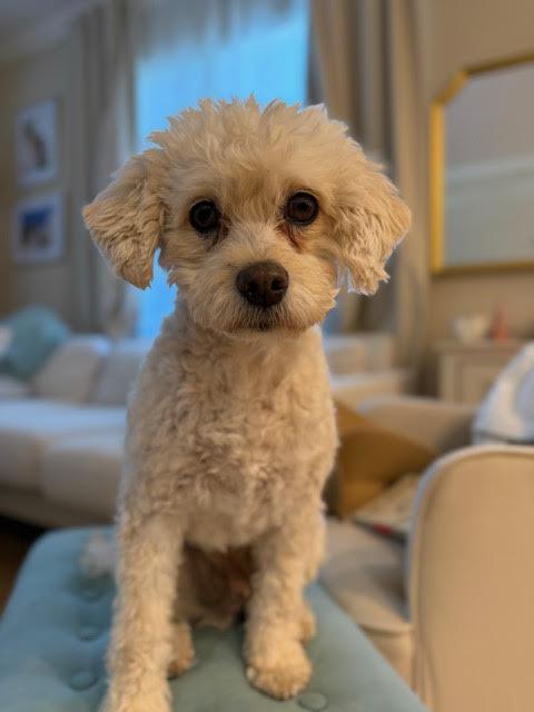 Enlarge Billy, a ADOPTABLE mixed breed in Laguna Beach, CA image 4/4