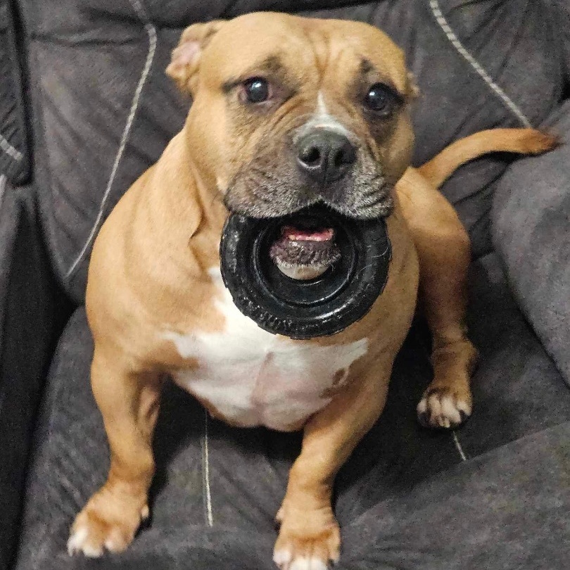 Enlarge Nala, a Adoptable American Bully in Coral Springs, FL image 8/11