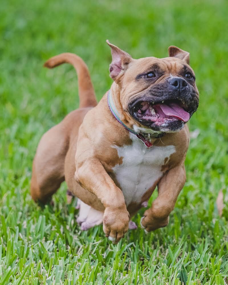 Enlarge Nala, a Adoptable American Bully in Coral Springs, FL image 9/11