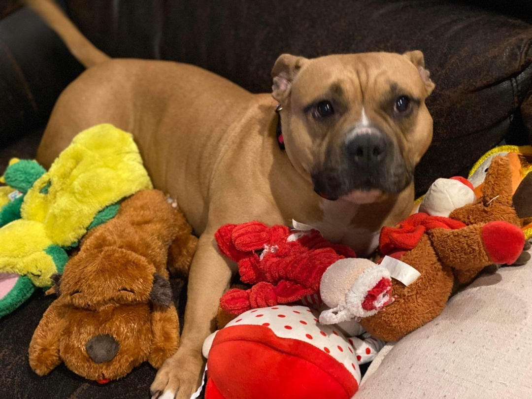 Enlarge Nala, a Adoptable American Bully in Coral Springs, FL image 10/11