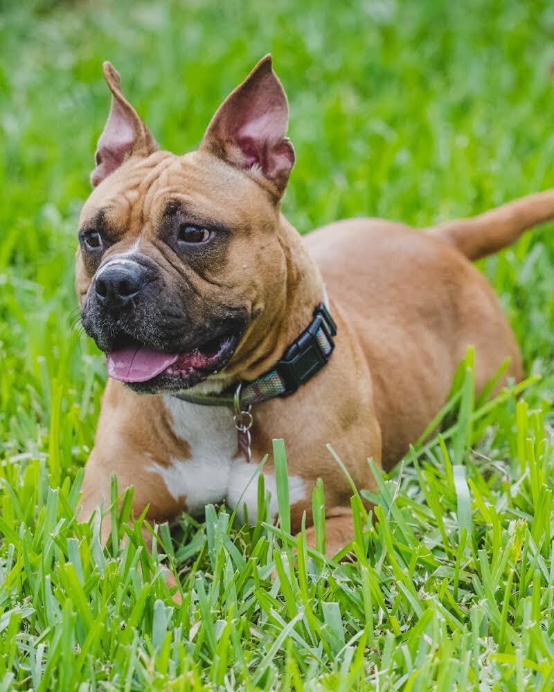 Enlarge Nala, a Adoptable American Bully in Coral Springs, FL image 11/11
