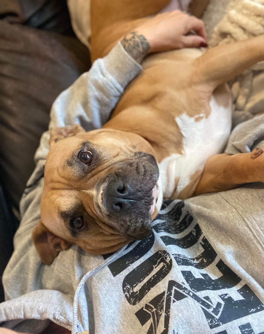 Nala, Young Female American Bully