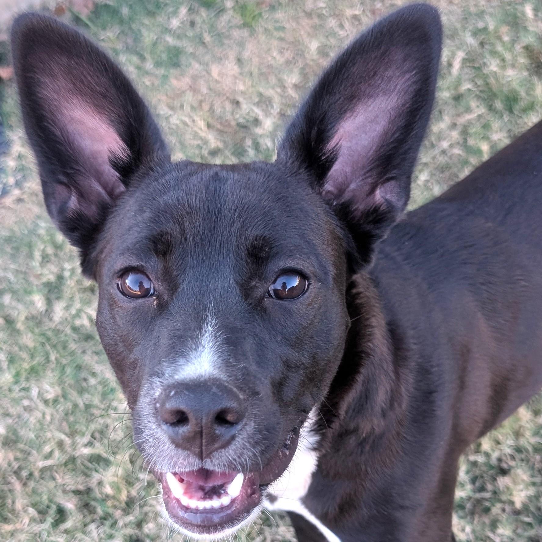 Lily, Adoptable, Young Female Pit Bull Terrier & American Staffordshire Terrier.