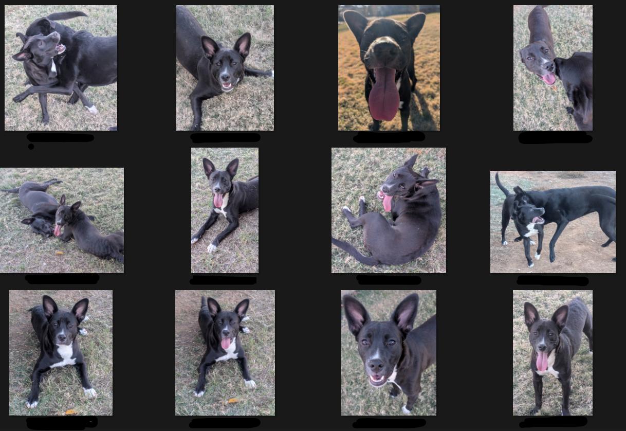 Lily, a Adoptable mixed breed in Smithfield, NC image 4/5