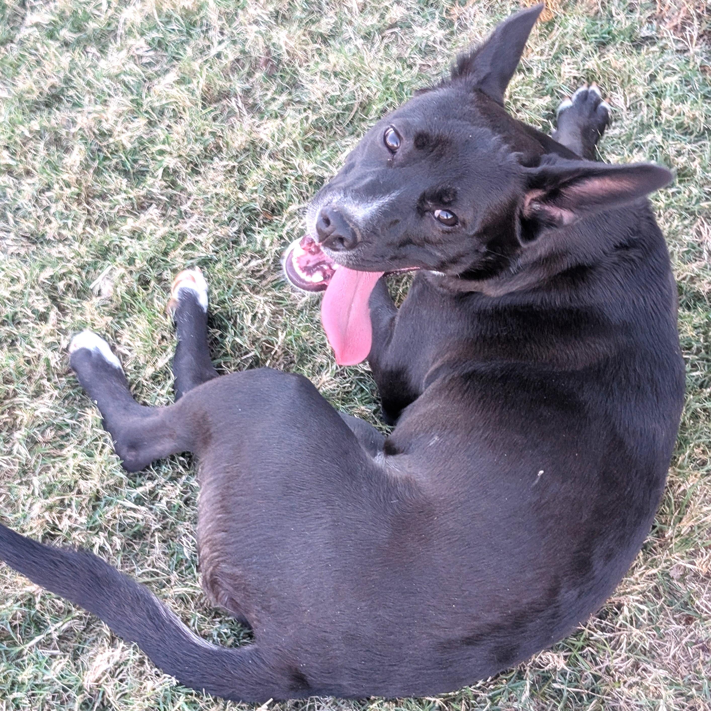 Lily, a Adoptable mixed breed in Smithfield, NC image 2/5
