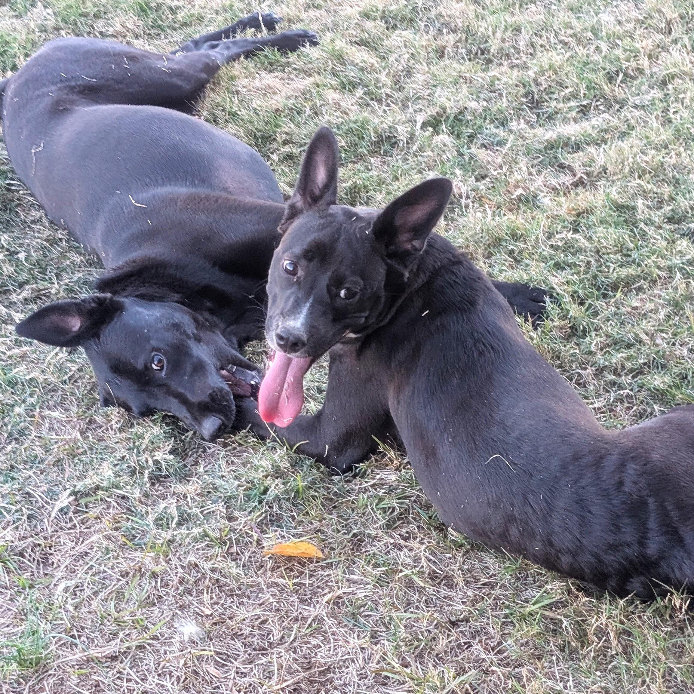 Lily, a Adoptable mixed breed in Smithfield, NC image 3/5