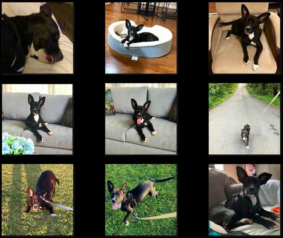 Lily, a Adoptable mixed breed in Smithfield, NC image 5/5