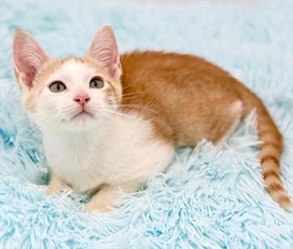 Enlarge Muff, a Adopted mixed breed in Covington, LA image 2/6