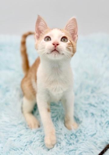 Enlarge Muff, a Adopted mixed breed in Covington, LA image 4/6