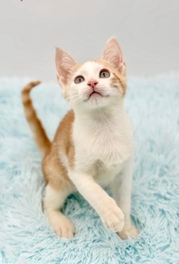 Enlarge Muff, a Adopted mixed breed in Covington, LA image 5/6