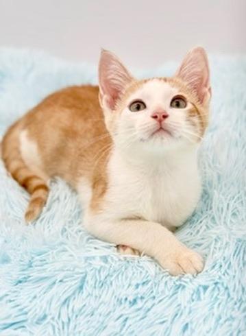Muff, Adopted, Kitten Male Domestic Short Hair.