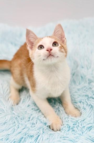 Enlarge Muff, a Adopted mixed breed in Covington, LA image 6/6