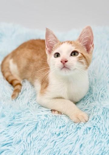Enlarge Muff, a Adopted mixed breed in Covington, LA image 3/6