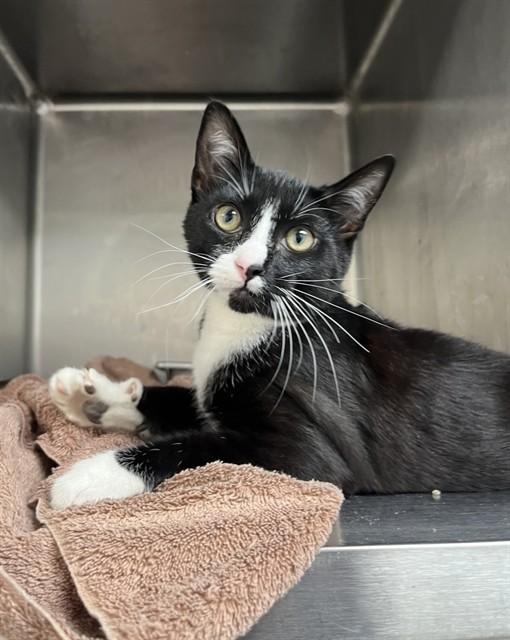 JIM, Adoptable, Young Male Domestic Short Hair.