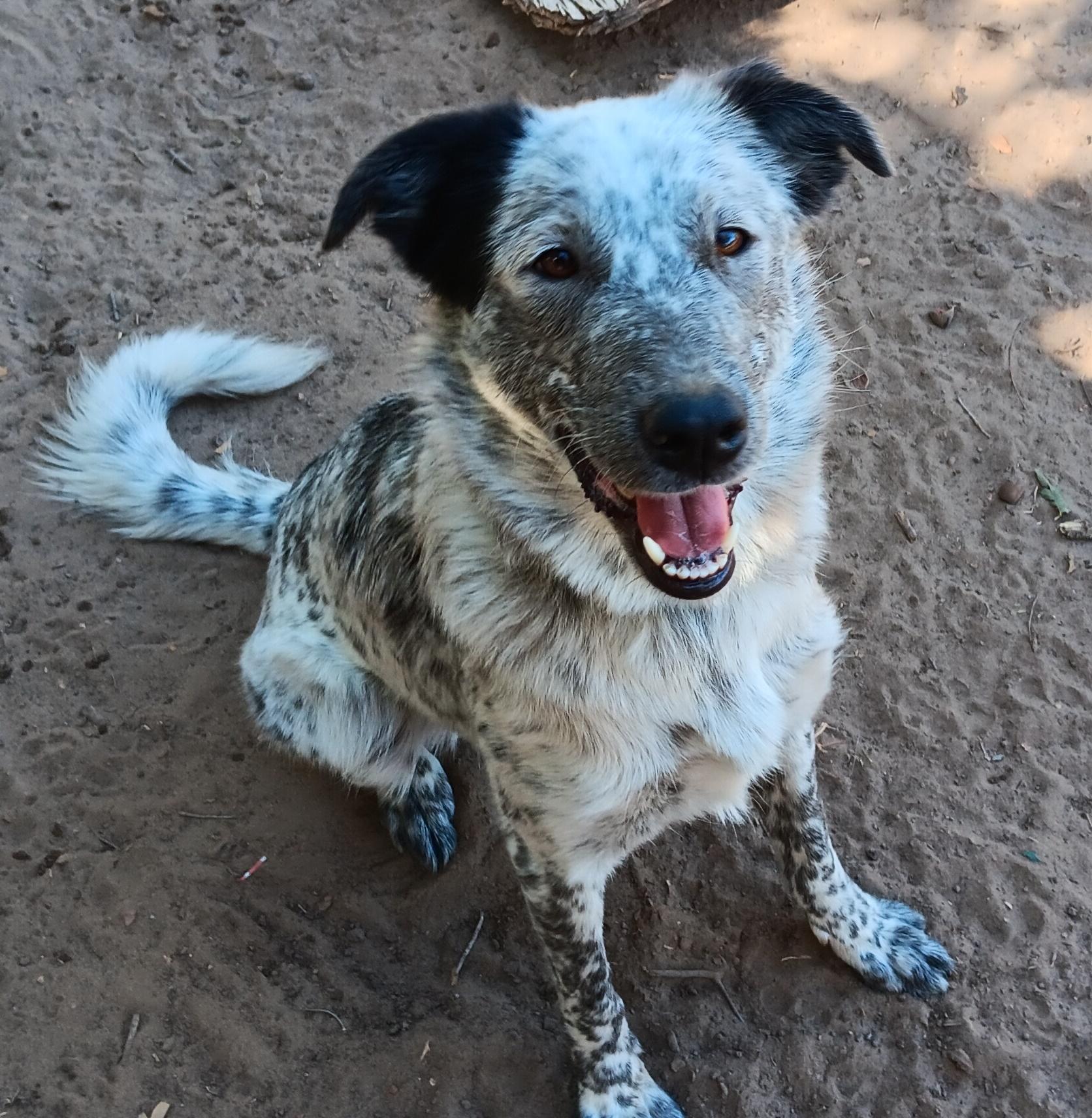 Mochi, Adopted, Young Female Australian Cattle Dog / Blue Heeler & Great Pyrenees.