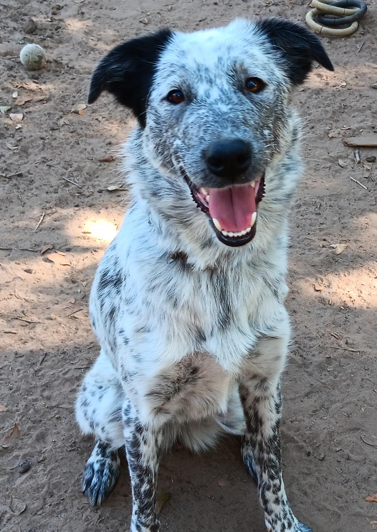 Mochi, Adopted, Young Female Australian Cattle Dog / Blue Heeler & Great Pyrenees.