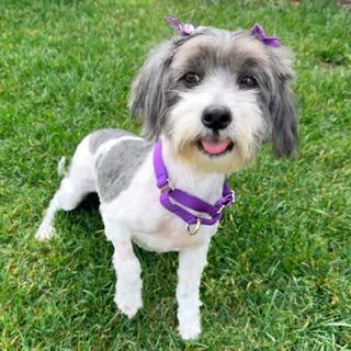 JEWEL, a ADOPTABLE mixed breed in Santa Monica, CA image 1/3