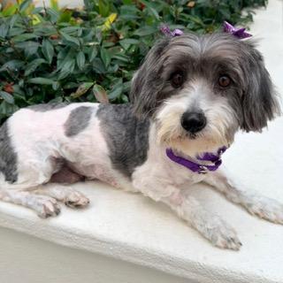 JEWEL, a ADOPTABLE mixed breed in Santa Monica, CA image 3/3