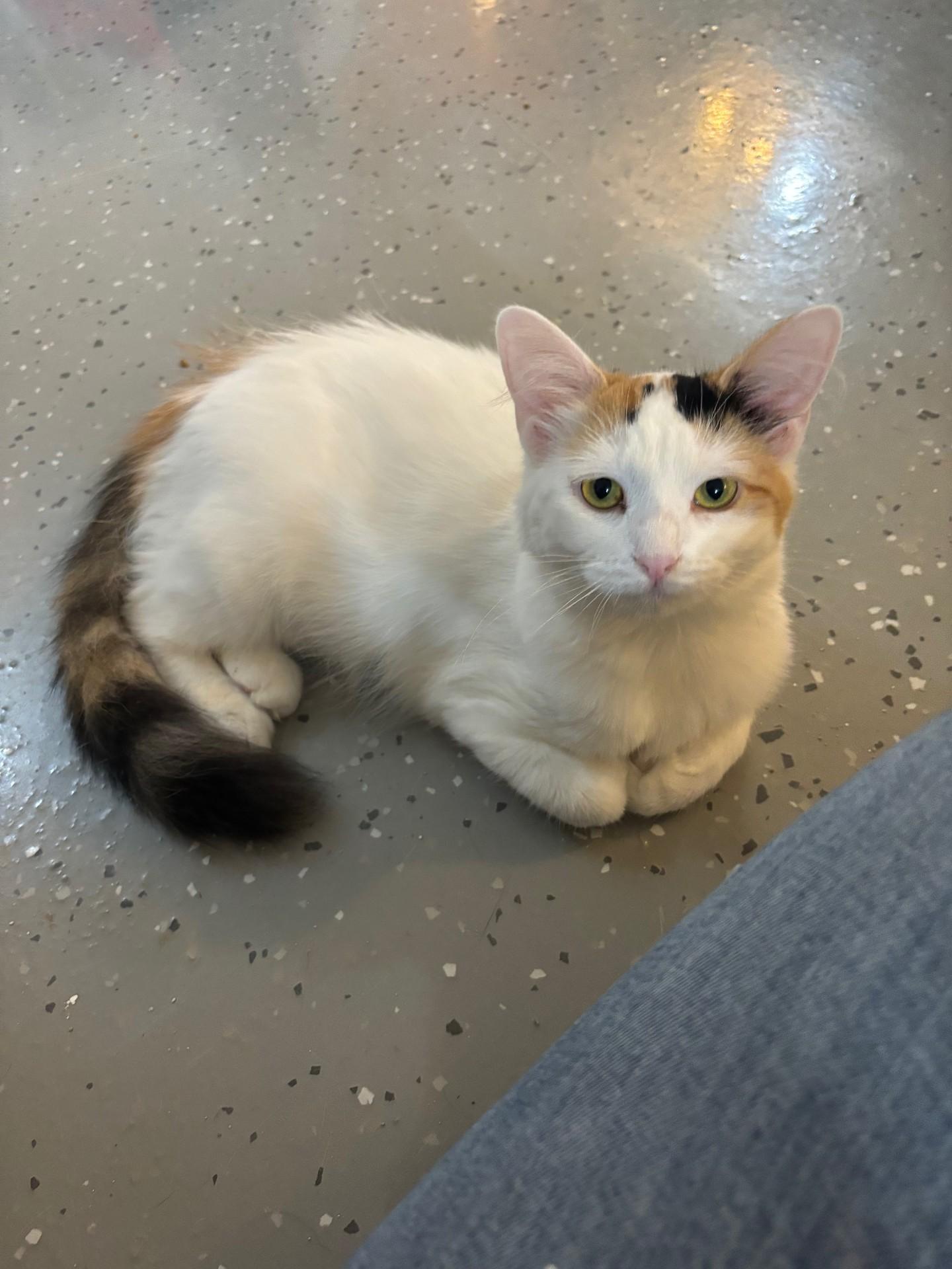 Purracuda, a Adoptable Domestic Medium Hair in Ridgetown, ON image 2/6