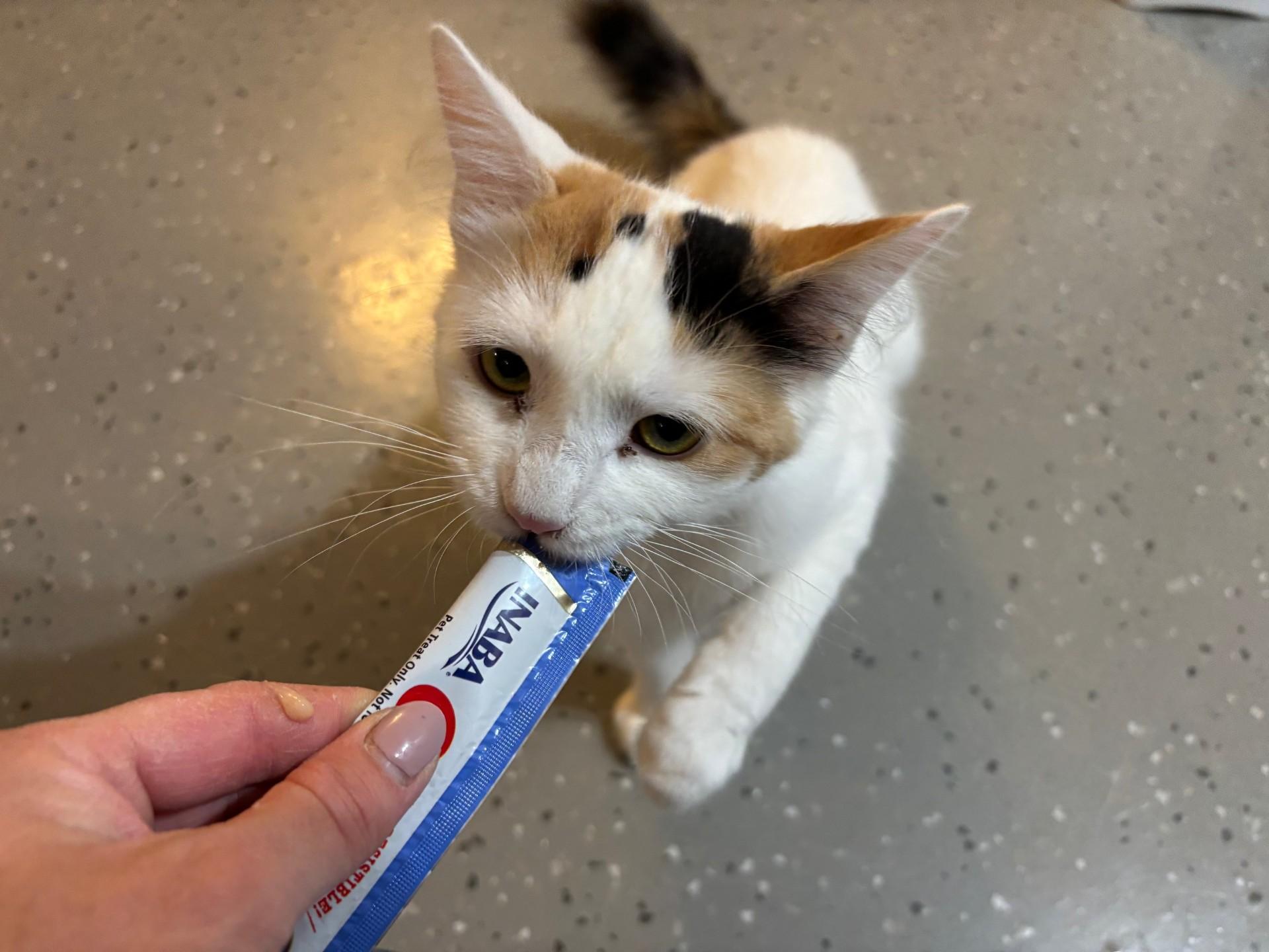 Purracuda, a Adoptable Domestic Medium Hair in Ridgetown, ON image 5/6