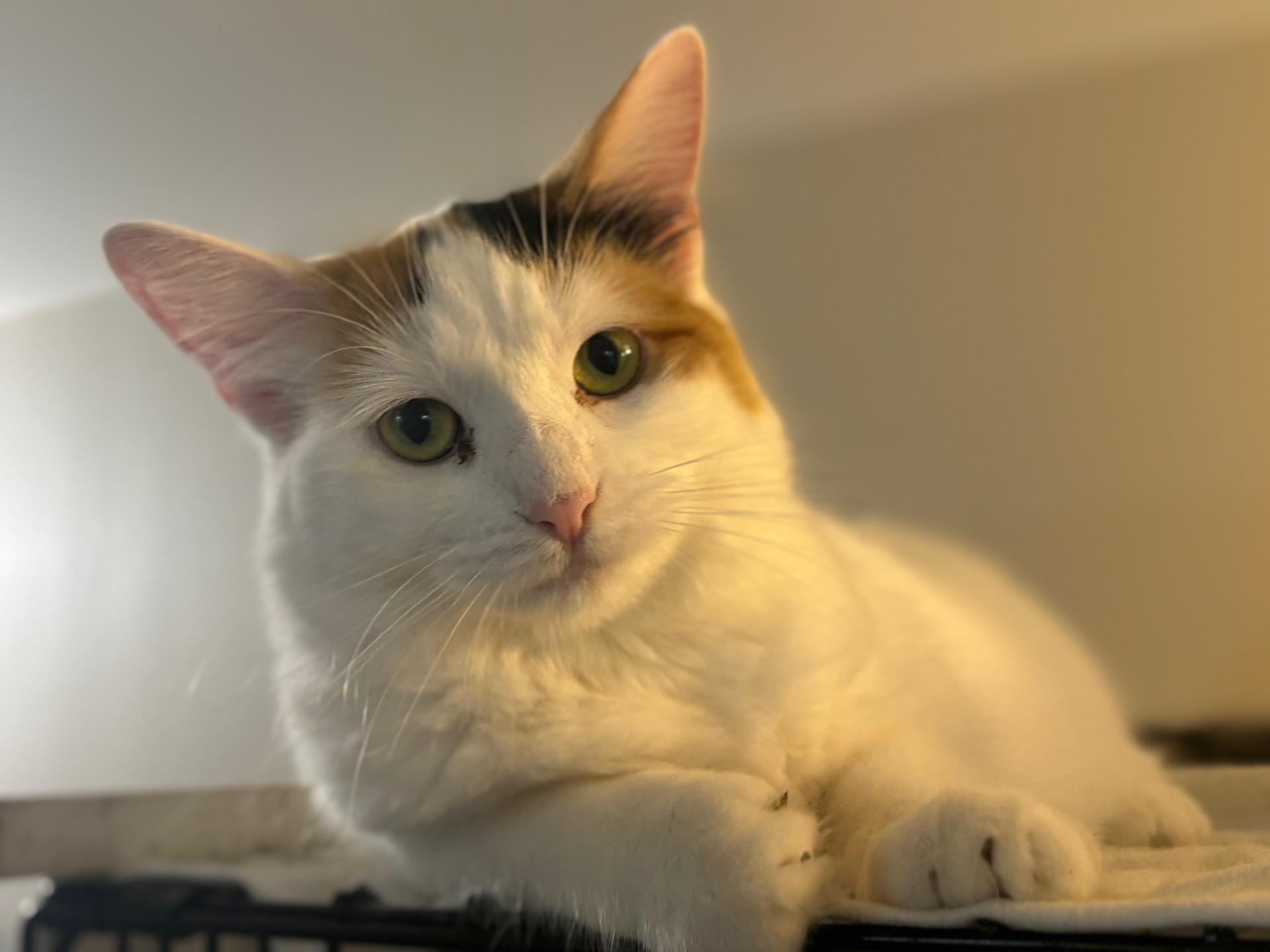 Purracuda, a Adoptable Domestic Medium Hair in Ridgetown, ON image 3/6