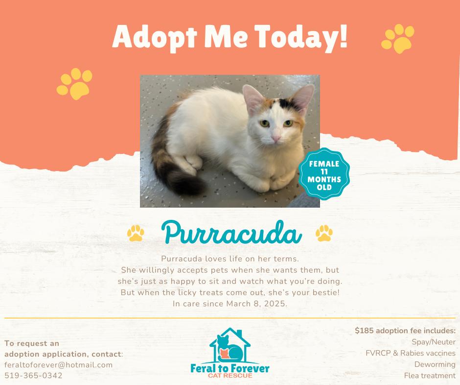 Purracuda, a Adoptable Domestic Medium Hair in Ridgetown, ON image 6/6