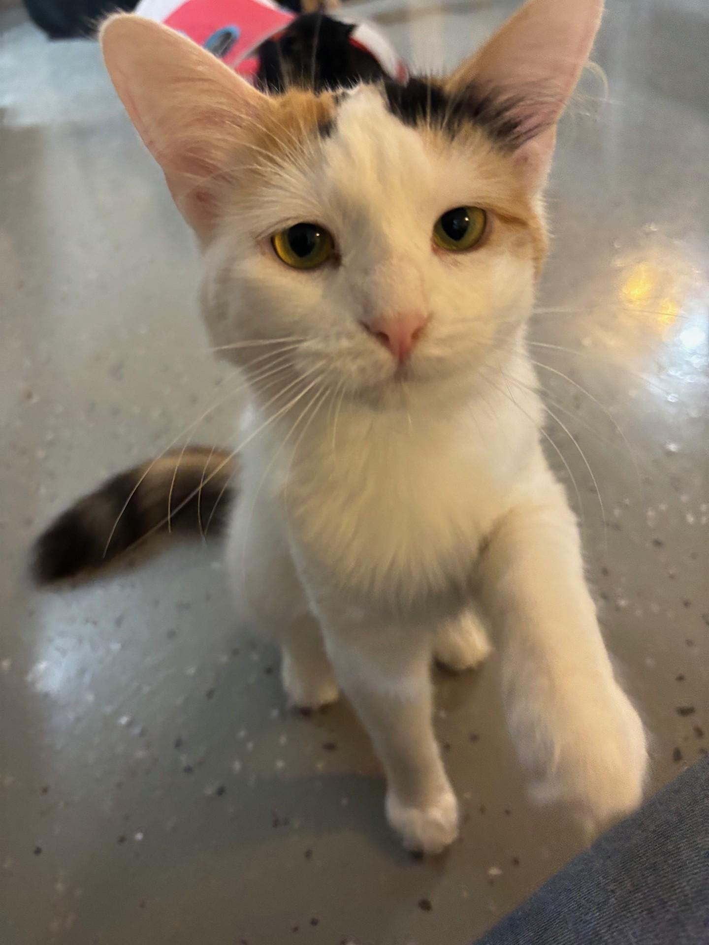 Purracuda, a Adoptable Domestic Medium Hair in Ridgetown, ON image 4/6