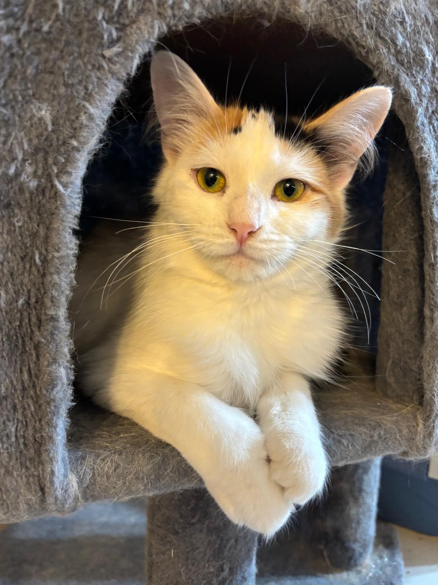Purracuda, Adoptable, Young Female Domestic Medium Hair.