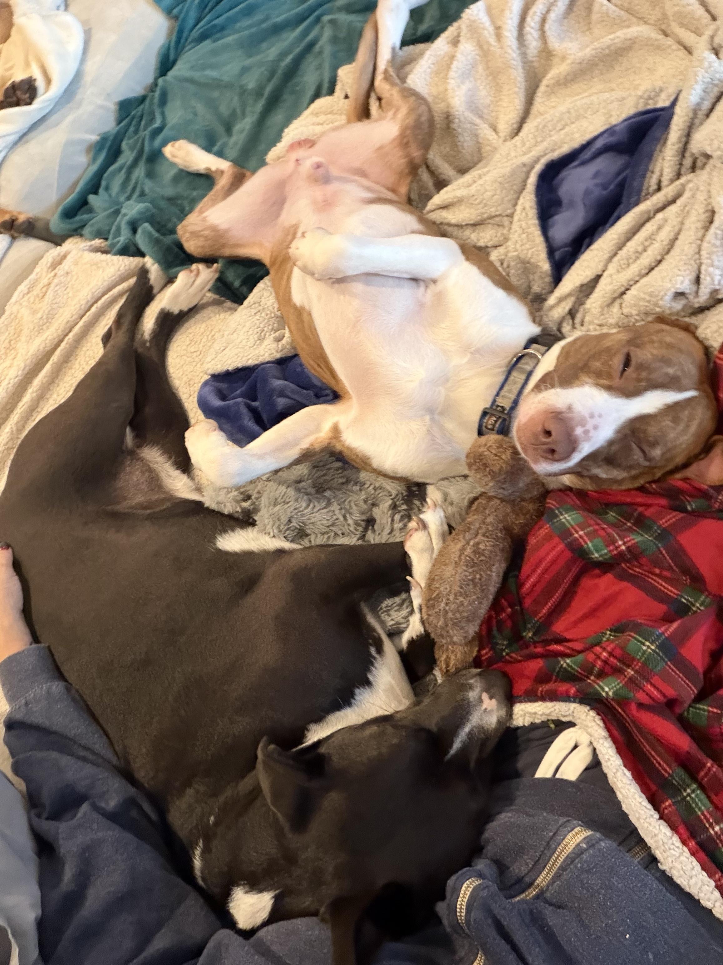 Enlarge Hazlo, a Adoptable mixed breed in Chester, SC image 5/5
