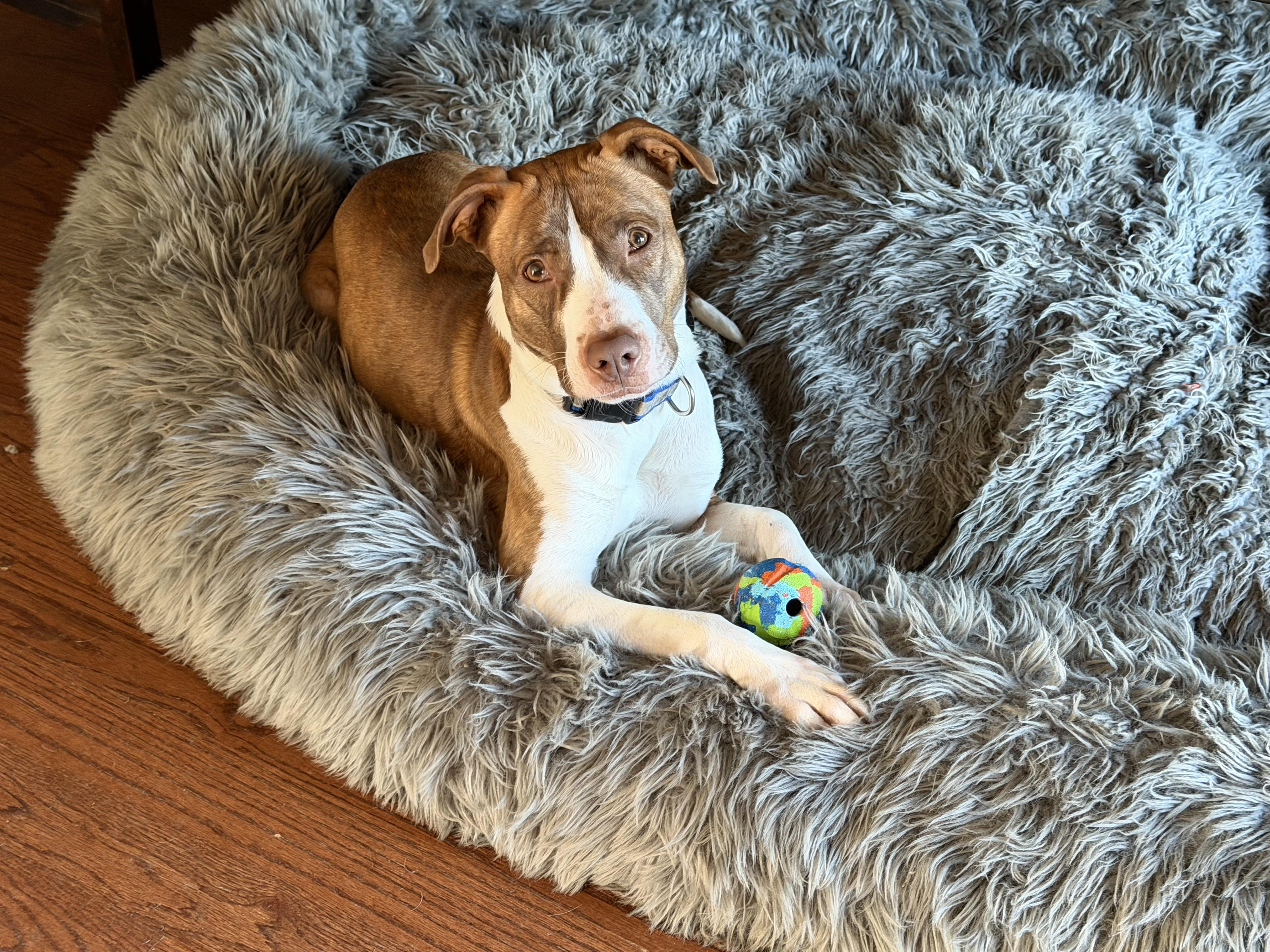Enlarge Hazlo, a Adoptable mixed breed in Chester, SC image 2/5