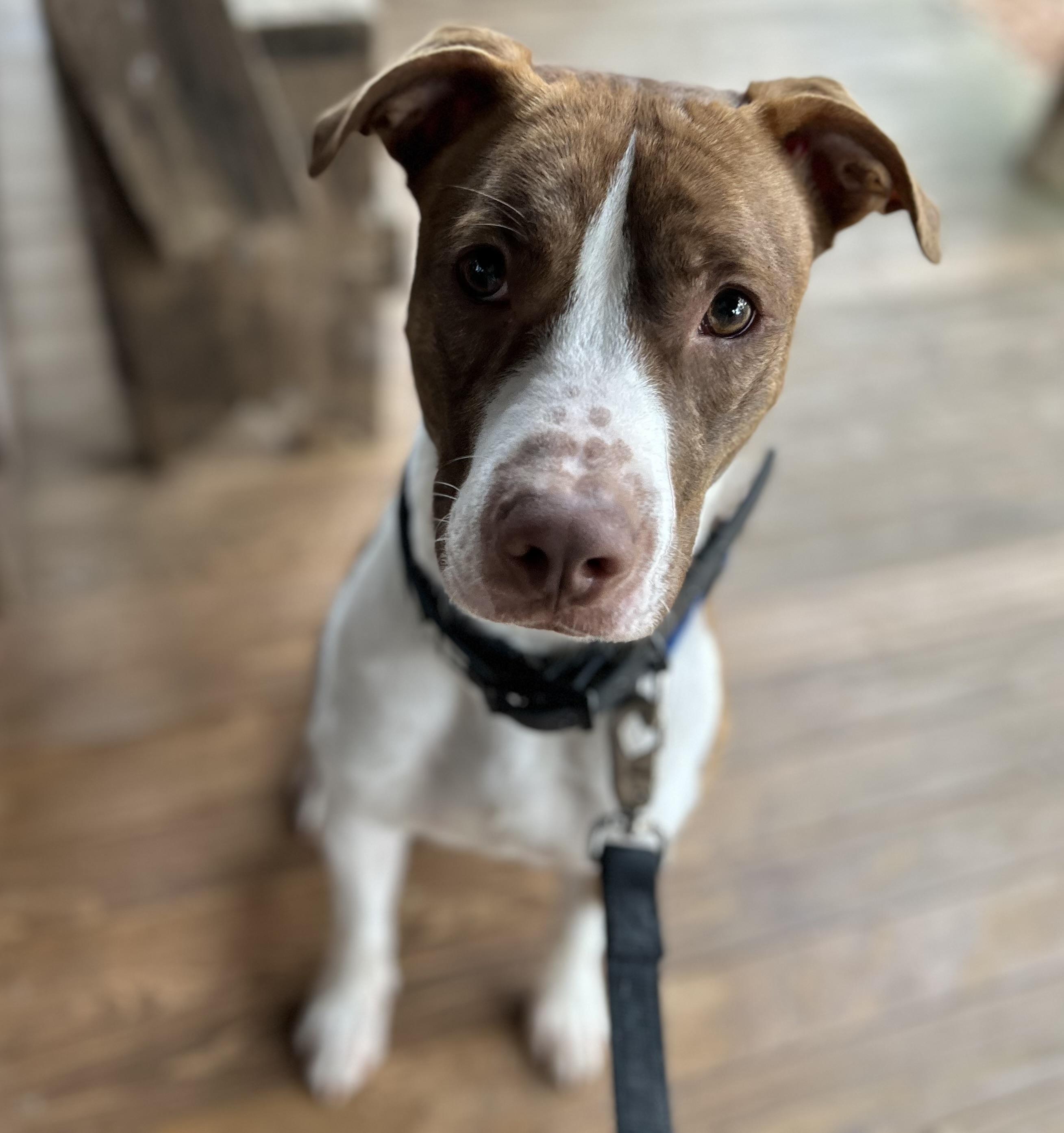 Hazlo, Adoptable, Young Male Pit Bull Terrier.