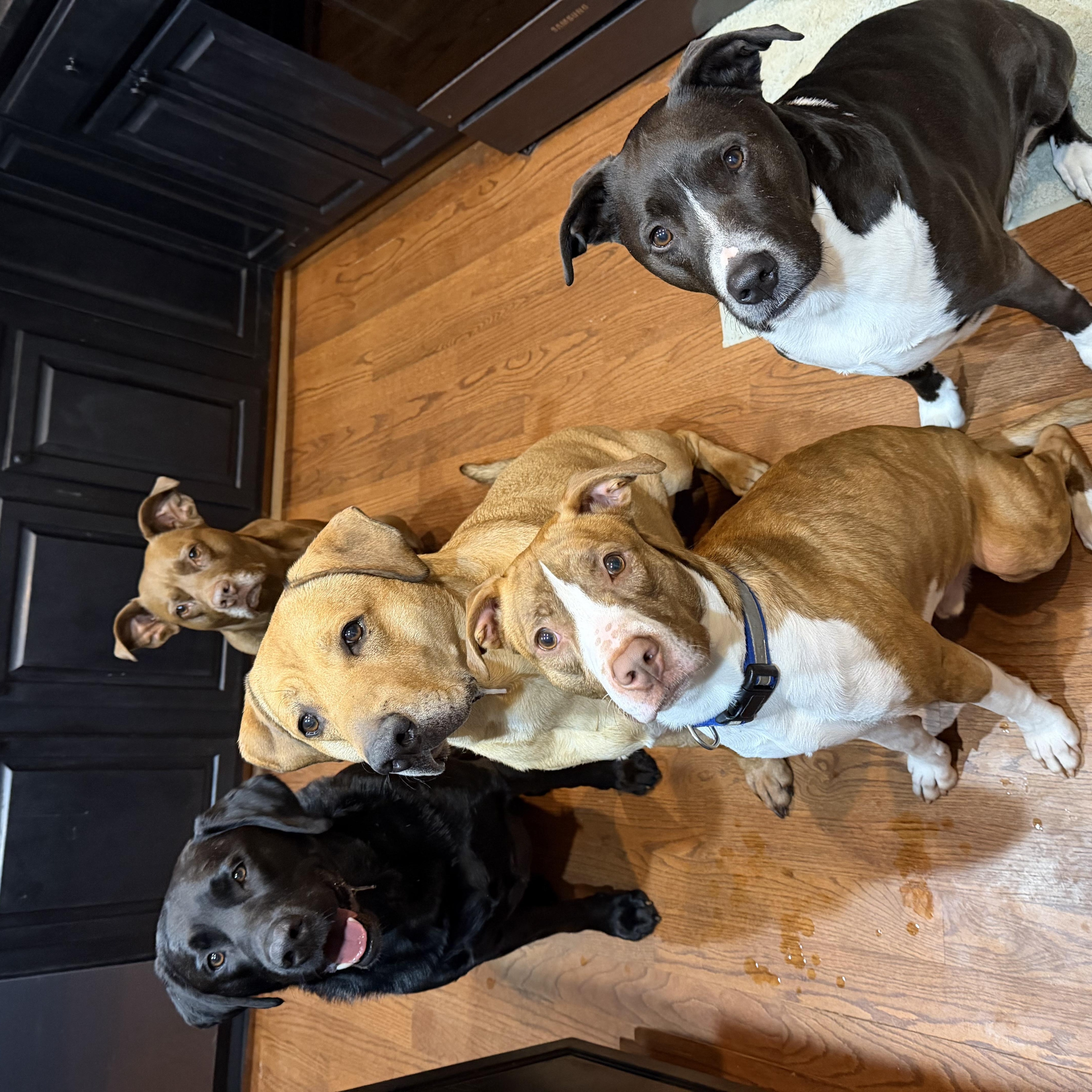 Enlarge Hazlo, a Adoptable mixed breed in Chester, SC image 4/5