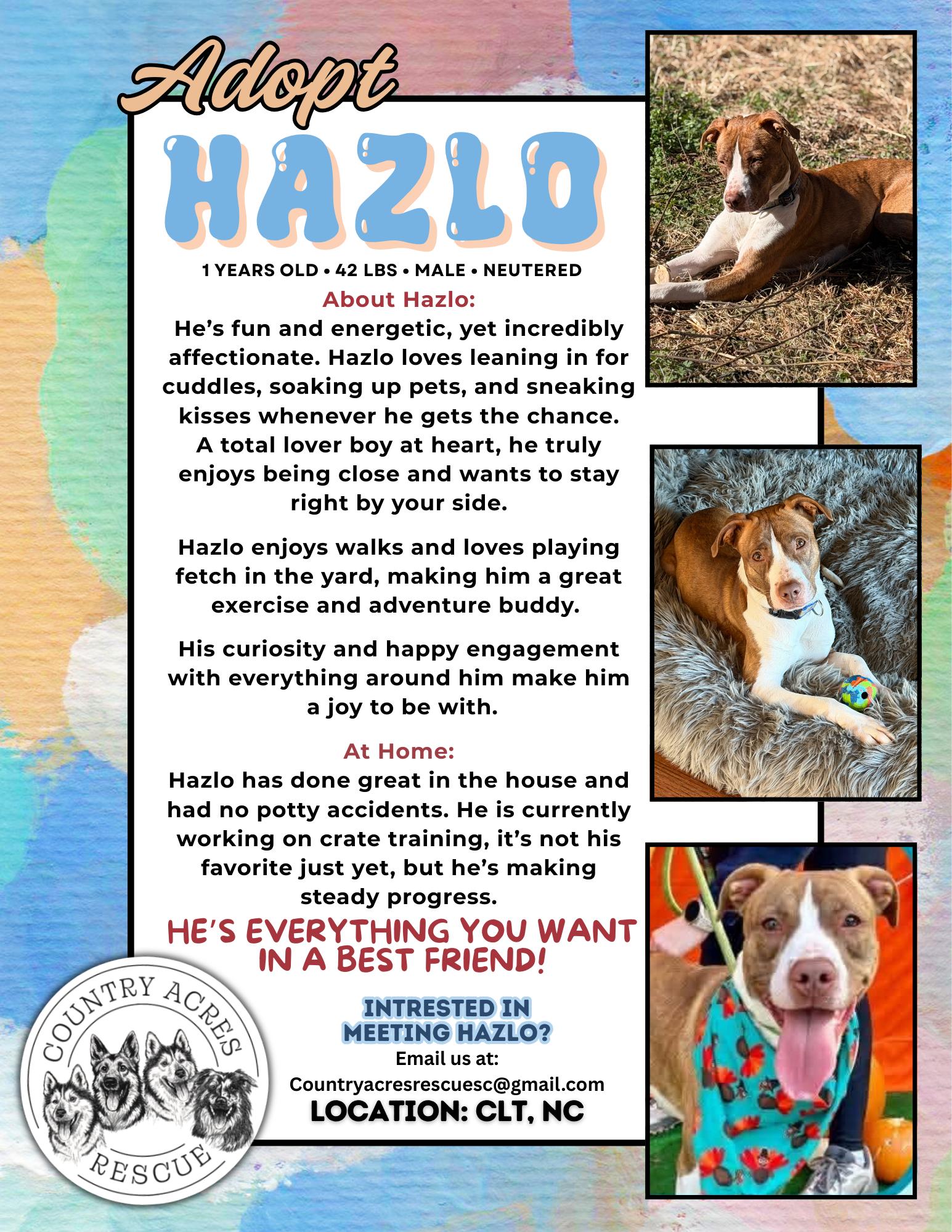 Enlarge Hazlo, a Adoptable mixed breed in Chester, SC image 3/5