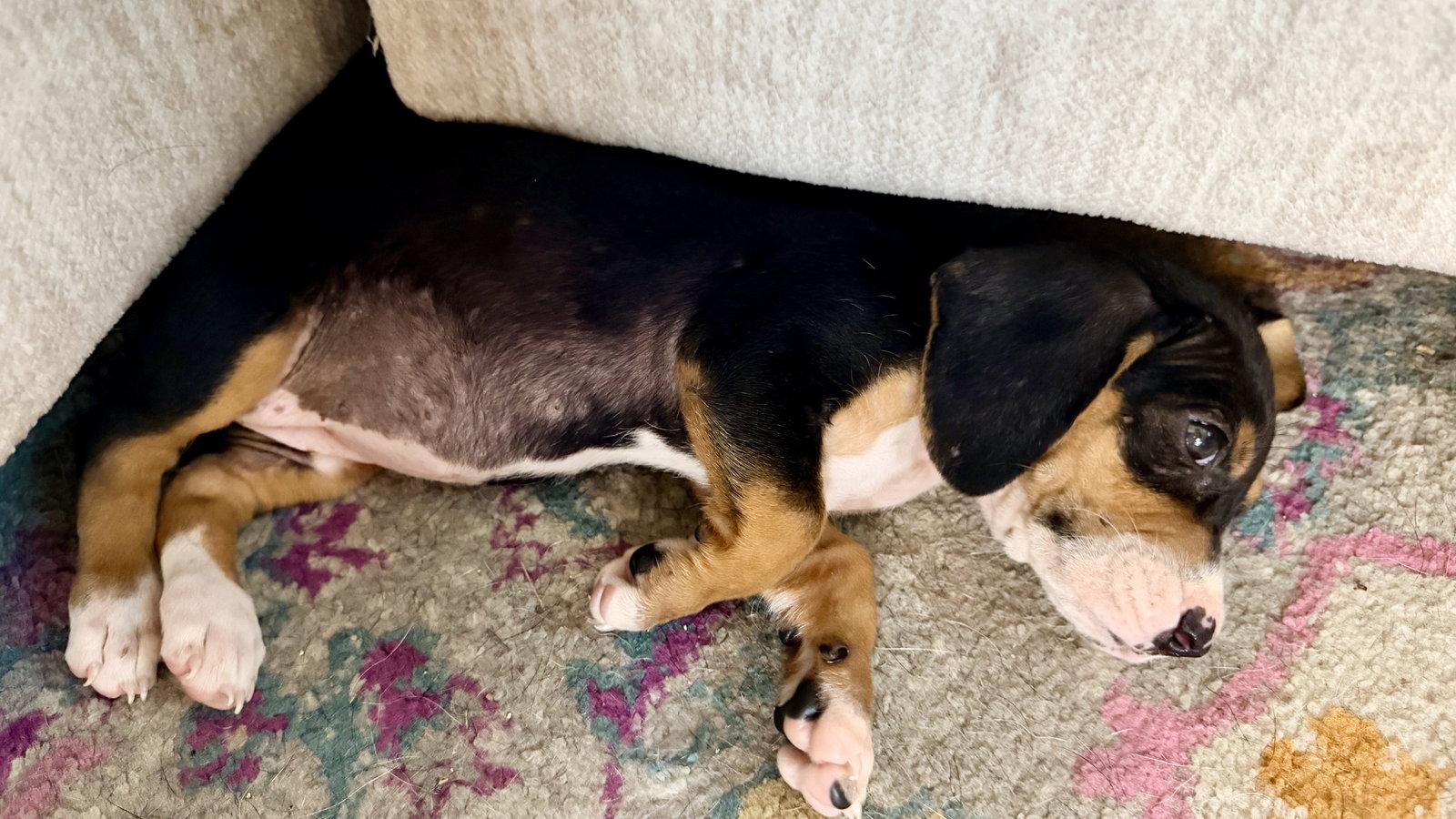 Coraline, Adoptable, Puppy Female Boxer & Hound.