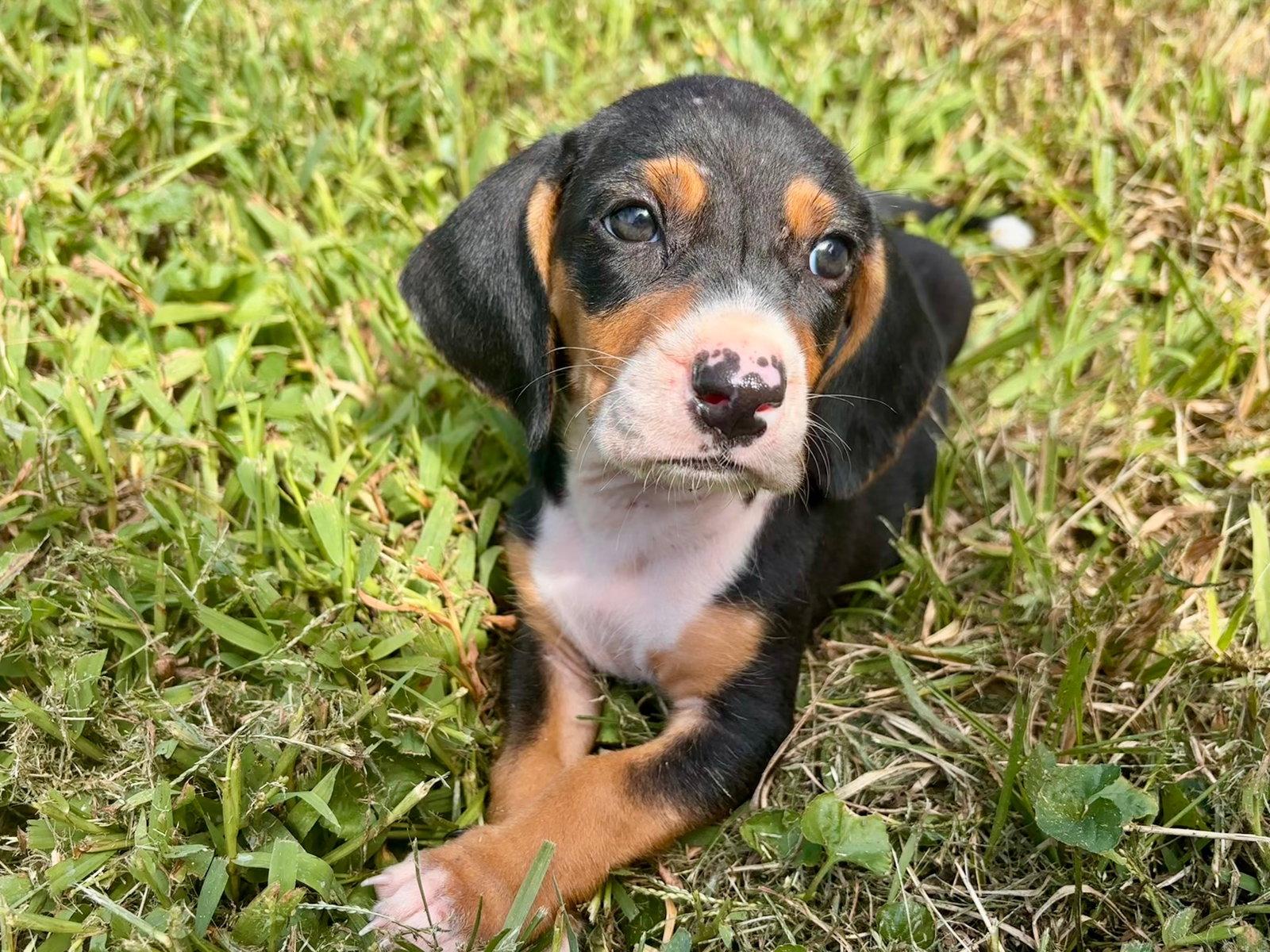 Enlarge Coraline, a Adoptable mixed breed in St. Louis, MO image 2/3