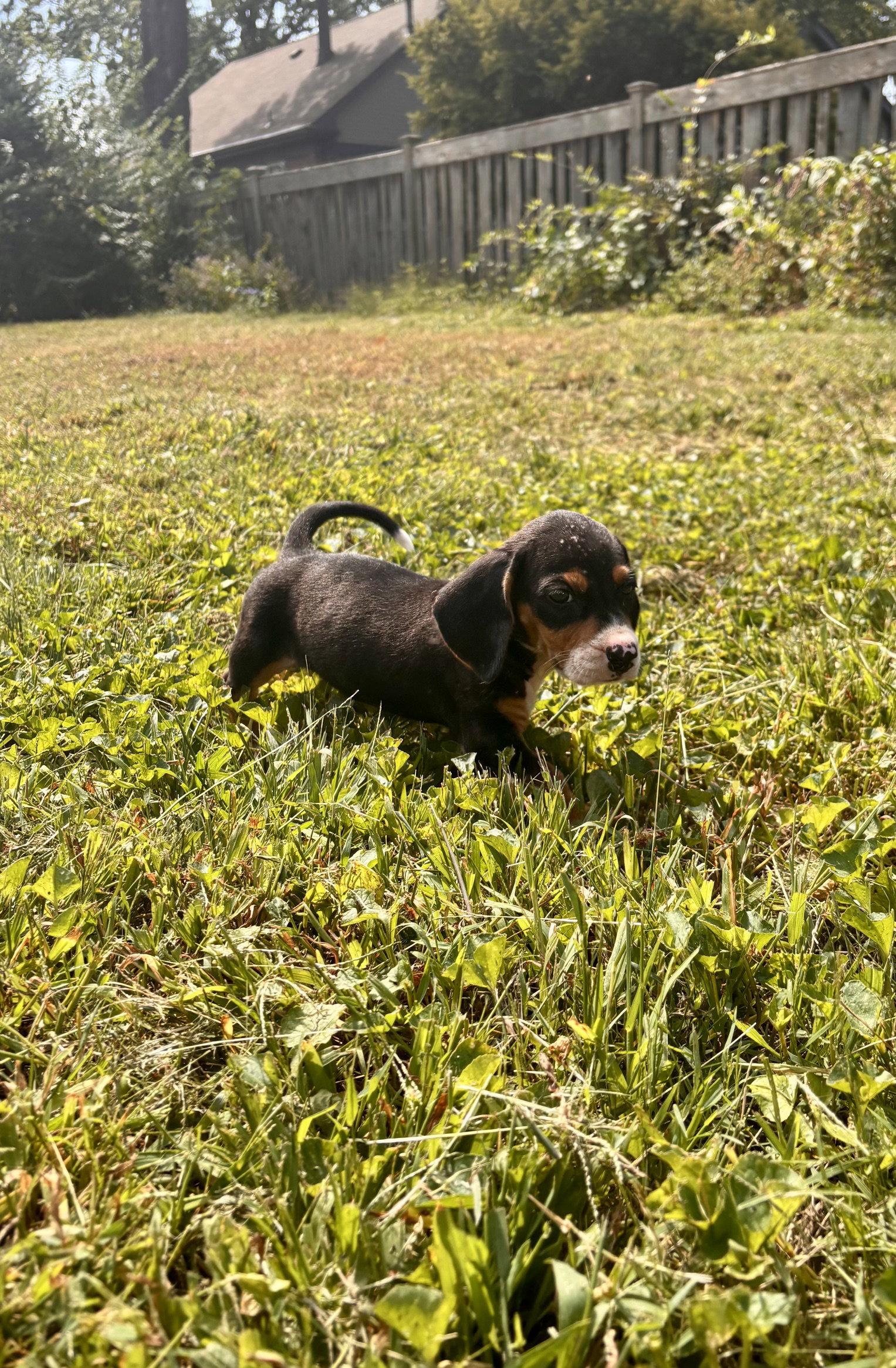 Enlarge Coraline, a Adoptable mixed breed in St. Louis, MO image 3/3