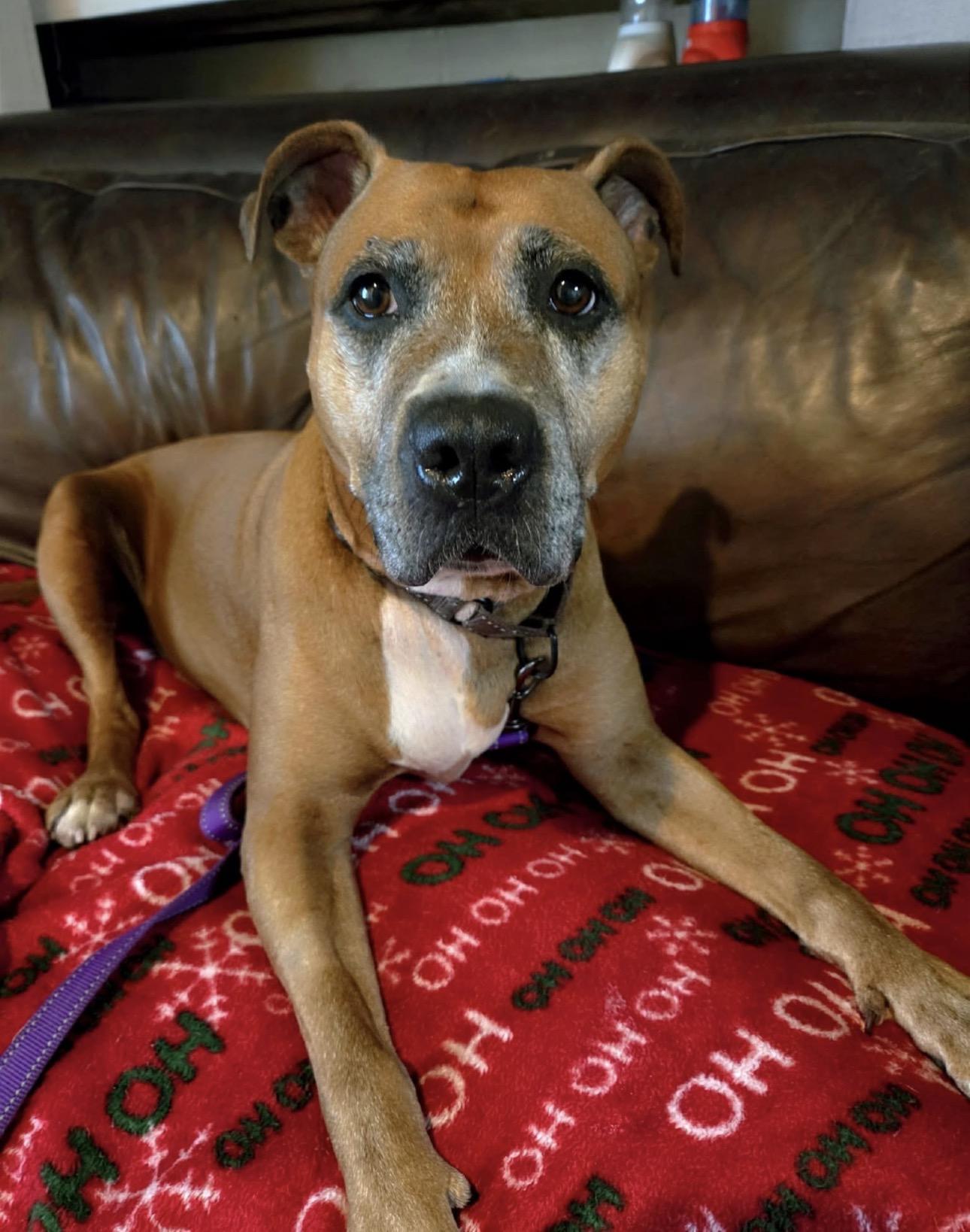 Olenna, a ADOPTABLE mixed breed in Youngstown, OH image 3/5
