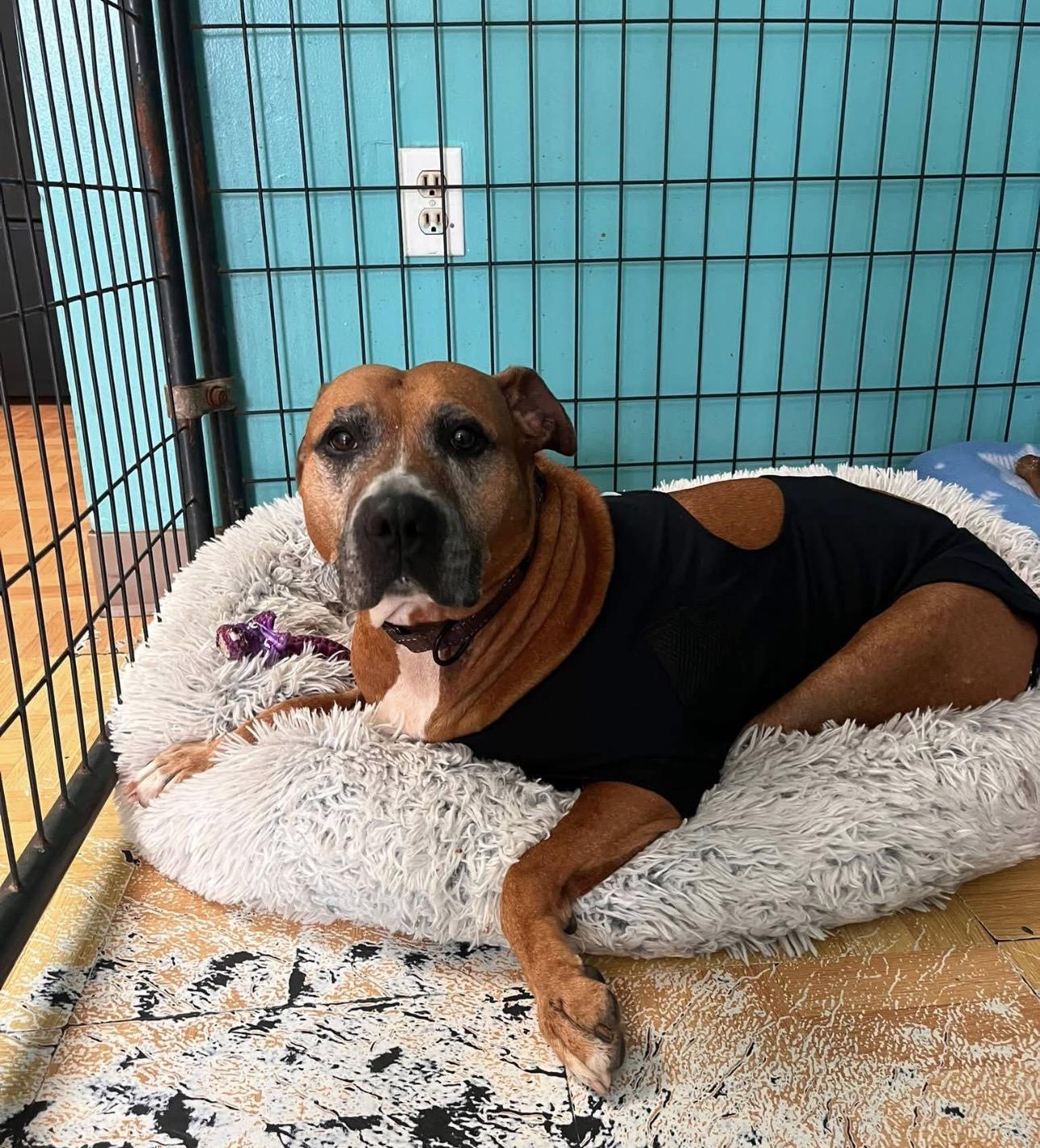 Olenna, ADOPTABLE, Senior Female American Staffordshire Terrier.