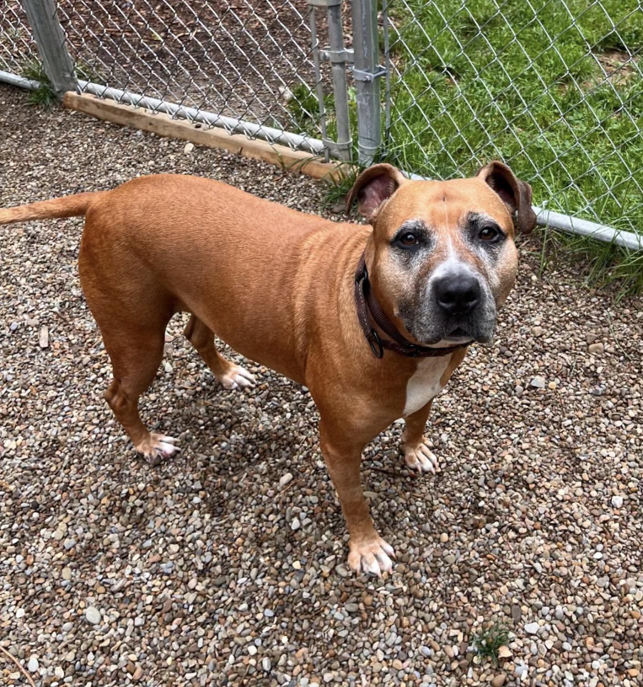 Olenna, a ADOPTABLE mixed breed in Youngstown, OH image 5/5
