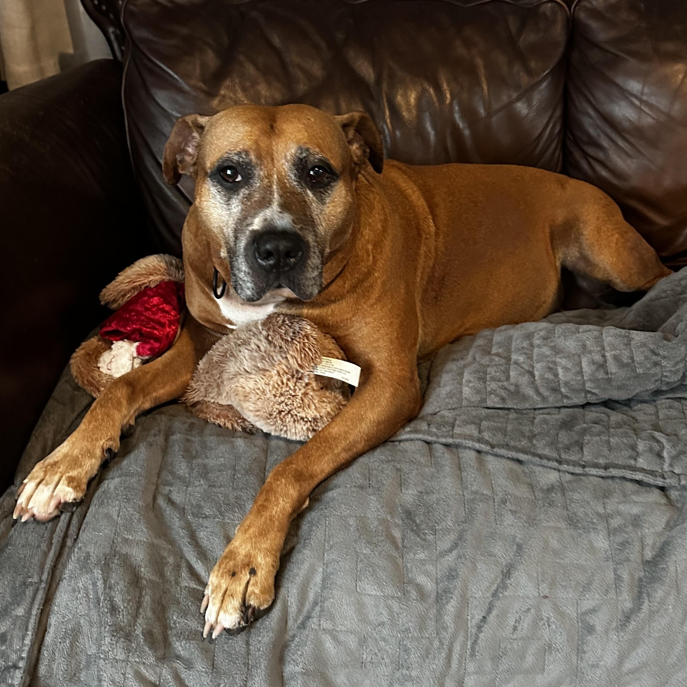 Olenna, a ADOPTABLE mixed breed in Youngstown, OH image 2/5