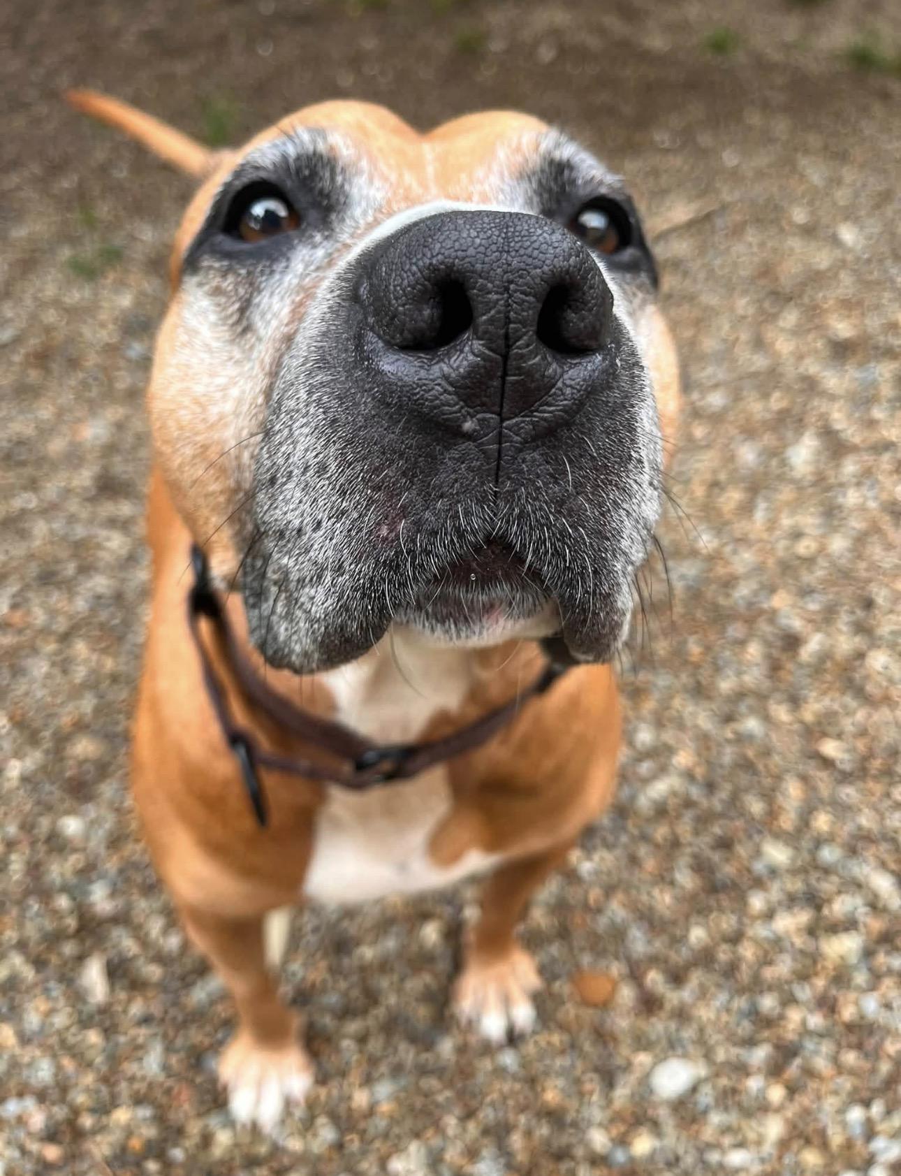 Olenna, a ADOPTABLE mixed breed in Youngstown, OH image 4/5