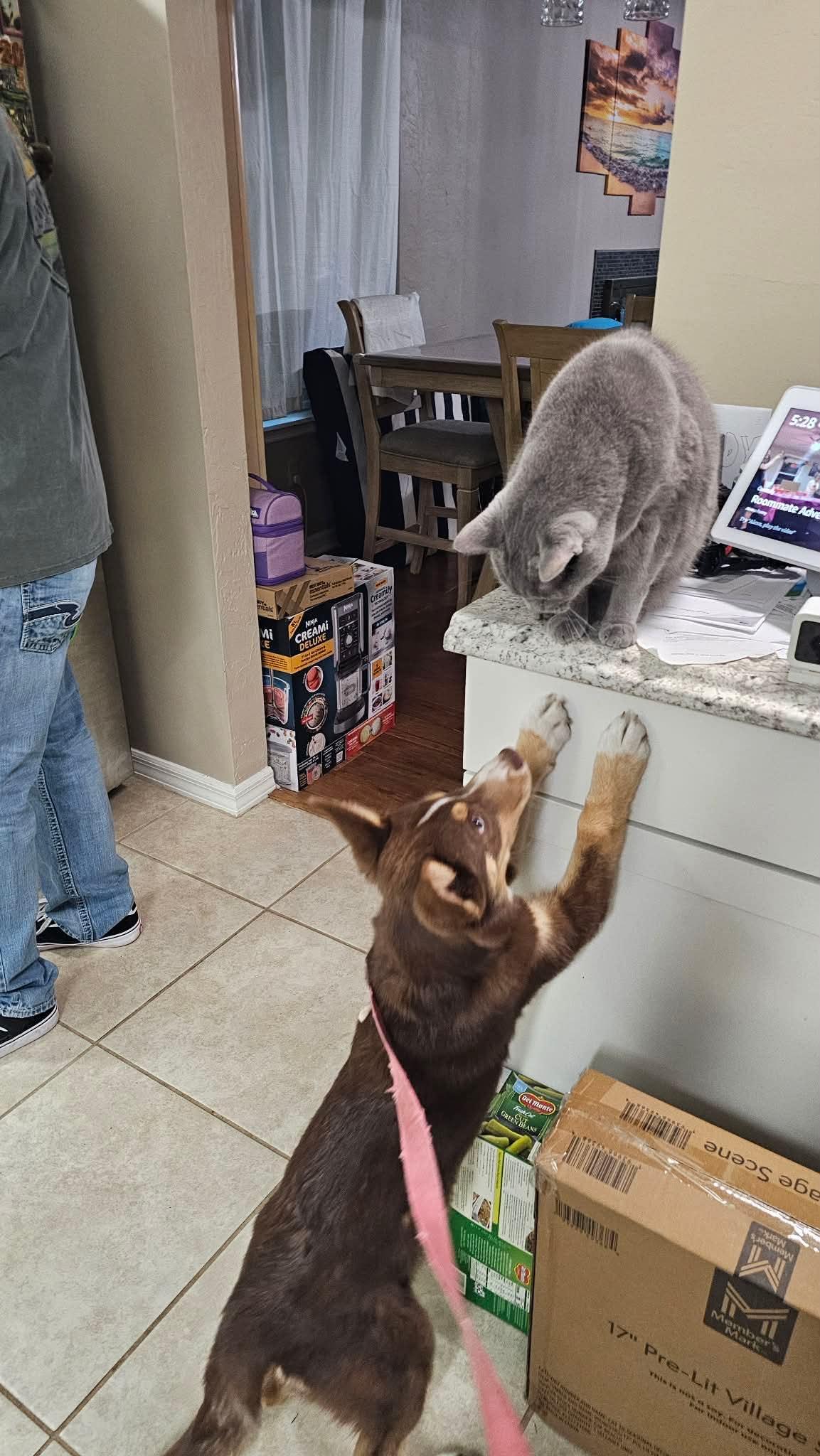 Enlarge Piper, an adopted mixed breed in Gainesville, FL image 3/4