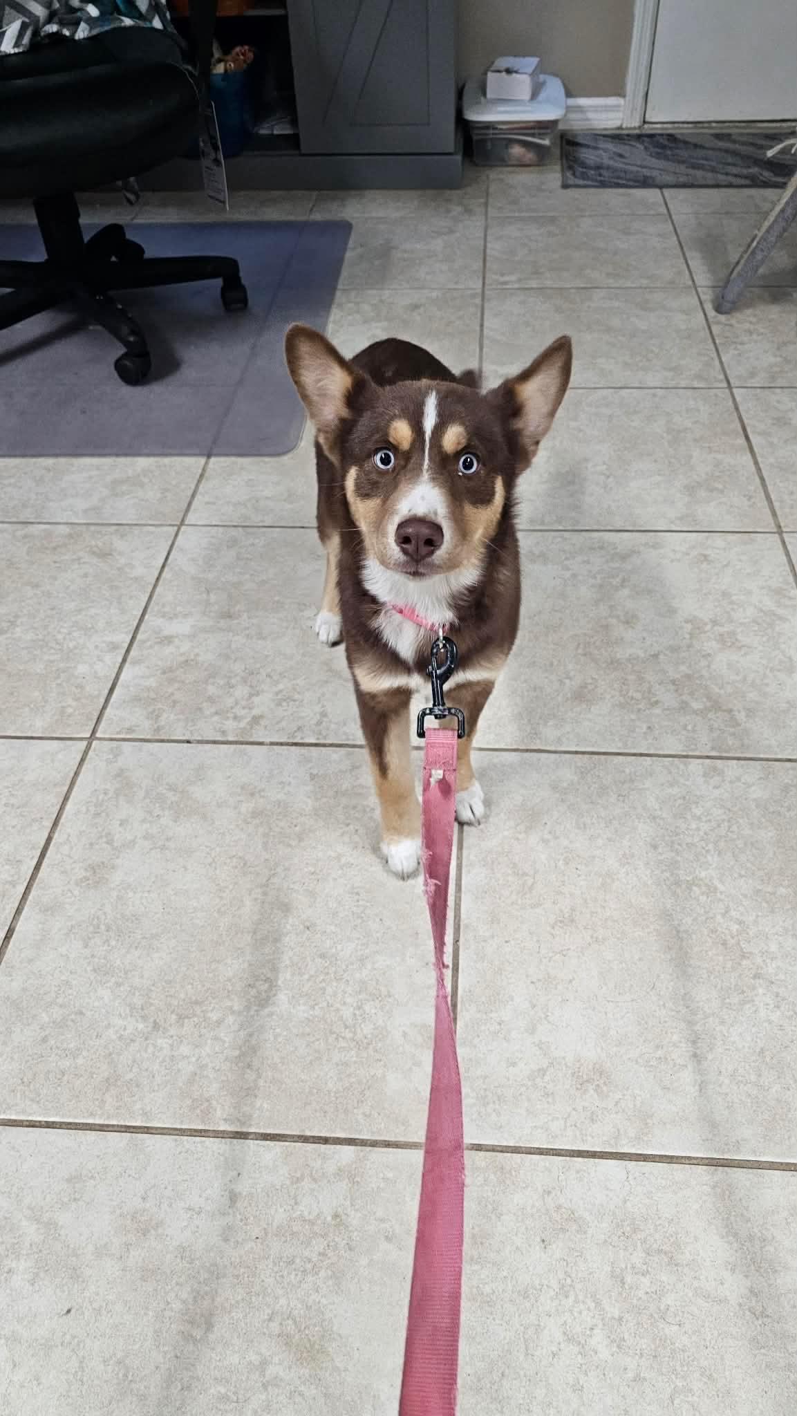 Piper, adopted, Puppy Female Husky & Australian Shepherd.