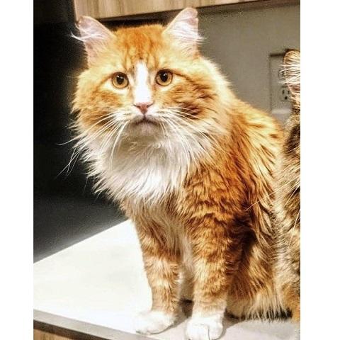 Durrin, ADOPTABLE, Adult Male Tabby.