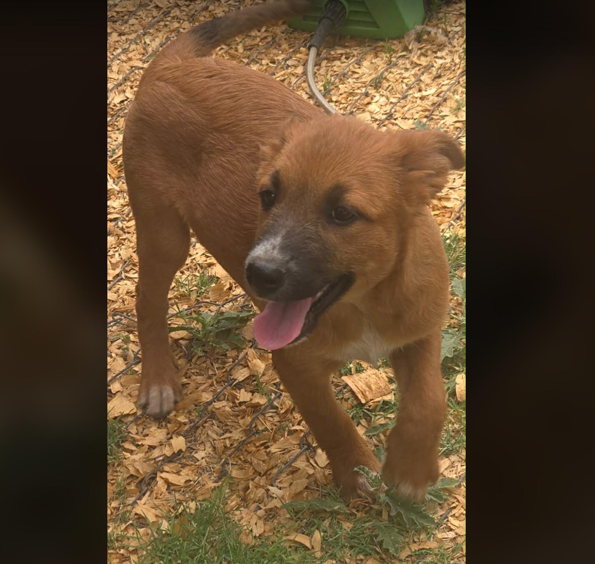 Yin, a ADOPTABLE mixed breed in Uxbridge, MA image 3/3