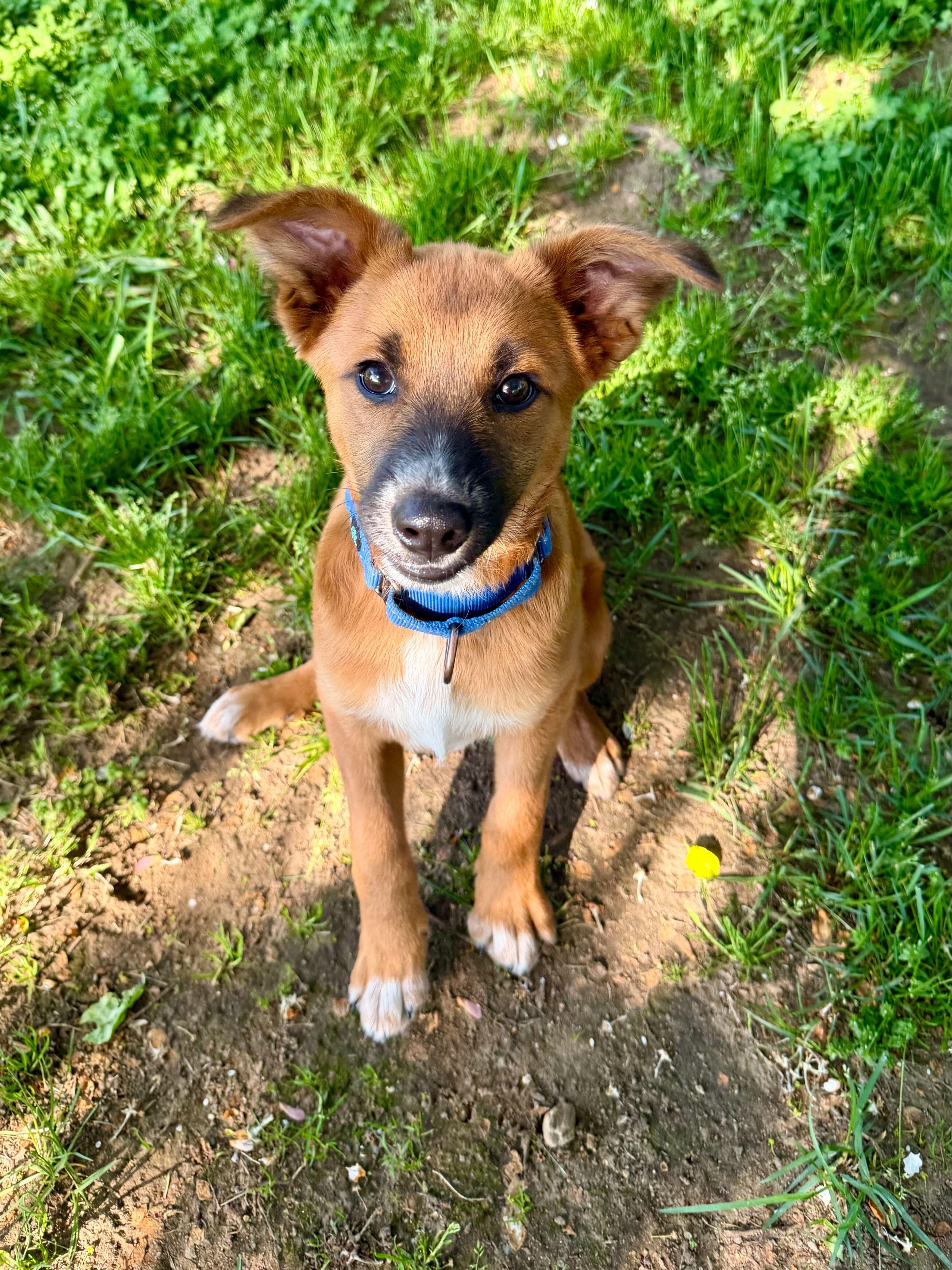 Yin, a ADOPTABLE mixed breed in Uxbridge, MA image 1/3