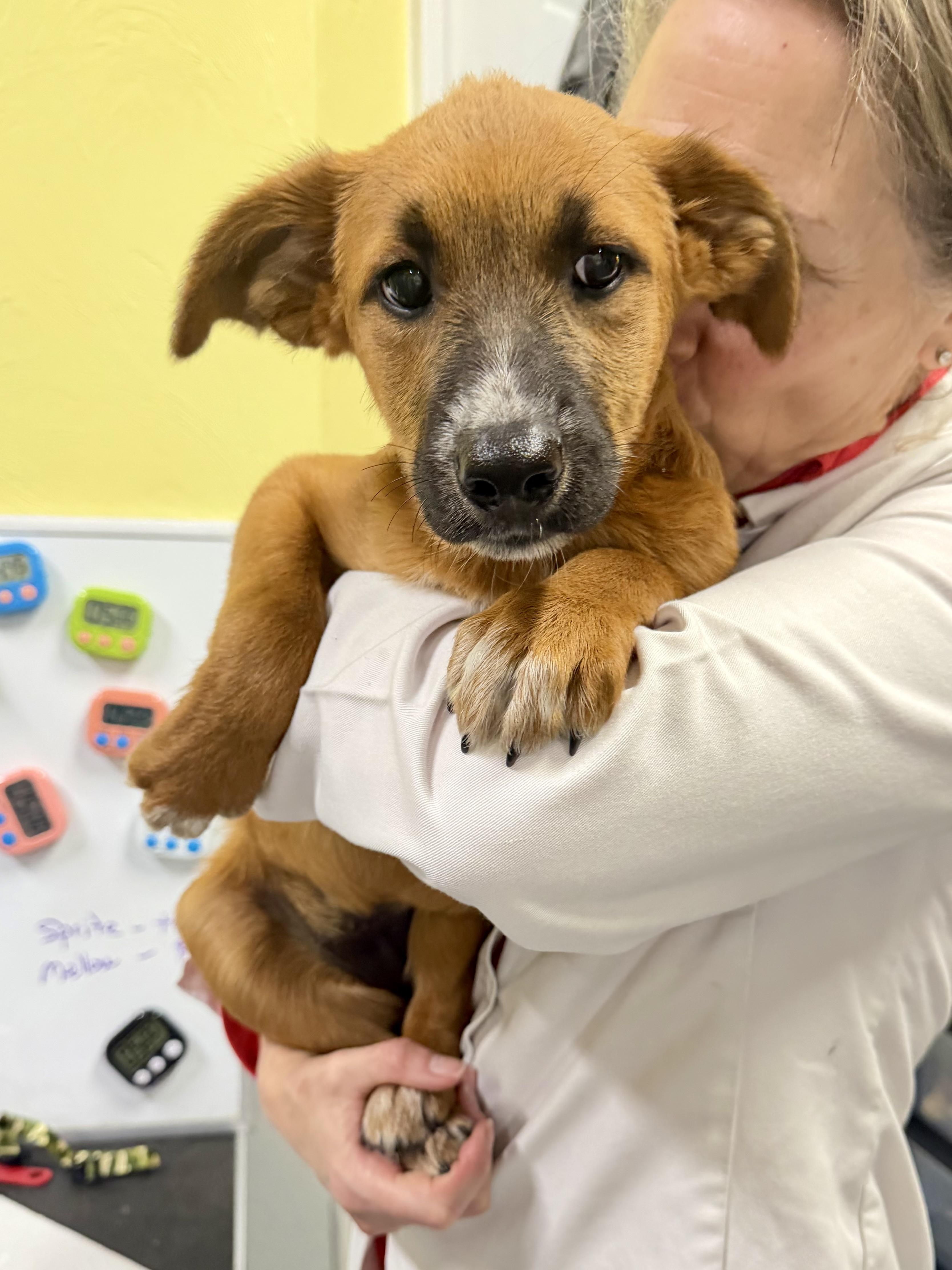 Yin, a ADOPTABLE mixed breed in Uxbridge, MA image 2/3
